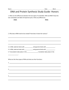 DNA and Protein Synthesis Study Guide