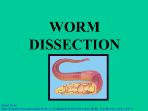 worm dissection - local.brookings.k12.sd.us