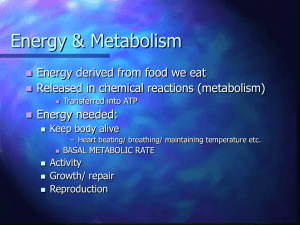 Energy & Metabolism
