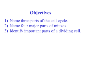 Exercise 4 Cell Cycle – Mitosis