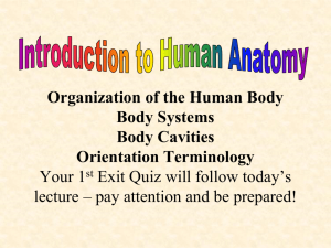 Organization of the Human Body - OG