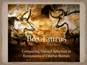 Bos Taurus - Cattlemen's Texas Longhorn Conservancy