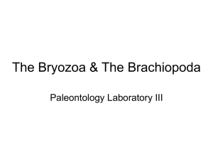 The Brachiopoda and Bryozoa