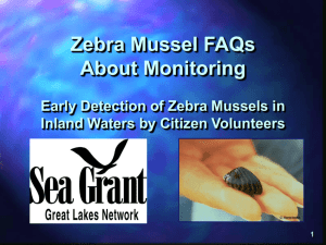 Zebra Mussel FAQs About Monitoring