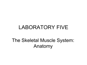 lab 5- skeletal muscle anatomy Lecture Notes Page