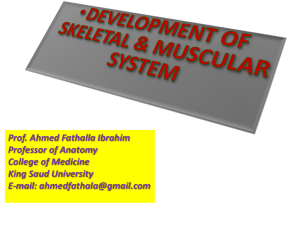 13-Development of skeletal & muscular system