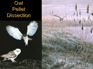 Owl Pellet Lab