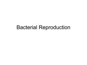 Bacterial Reproduction