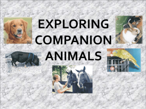 companion animal