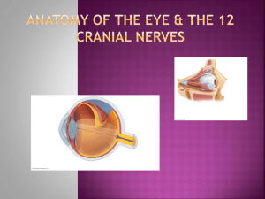 The Eye and the Cranial Nerves