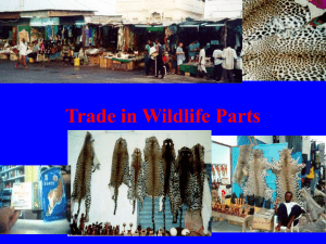 Trade in Wildlife Parts History