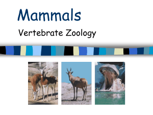 Mammals - phsgirard.org