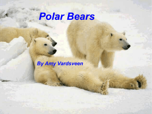 Polar Bears By Amy Vardsveen Classification Scientific
