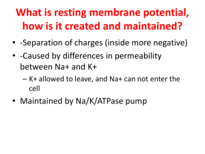 What is resting membrane potential, how is it