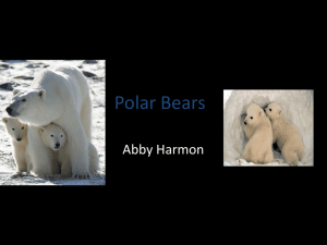 Polar Bears - Abby Harmon's E