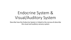Endocrine System & Visual/Auditory System