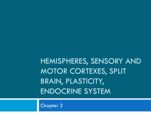 Hemispheres, Sensory and Motor Cortexes, Split Brain and Plasticity