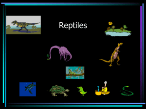Taxonomy - Reptilia