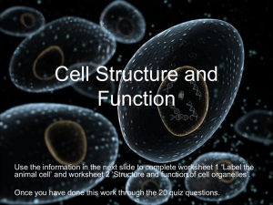 Animal cell-Structure and Function ppt