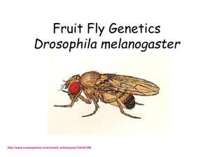 Fruit Fly Genetics - local.brookings.k12.sd.us