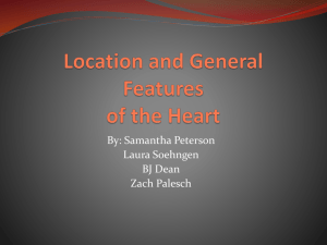 Location and General Features of the Heart