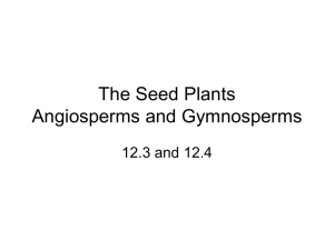 The Seed Plants Angiosperms and Gymnosperms