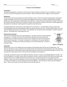 AP Lab 12: Fruit Fly Behavior