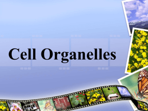 Cell Quiz Review