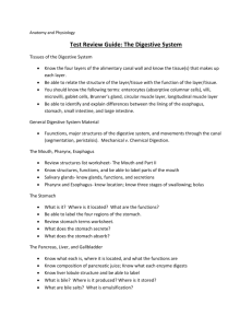 Test Review Guide: The Digestive System