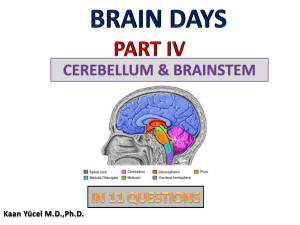Brain days-Part IV-Cerebellum & Brainstem