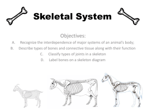 01-Skeletal System PP