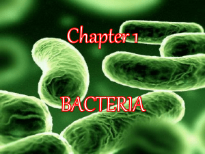 Bacteria PowerPoint