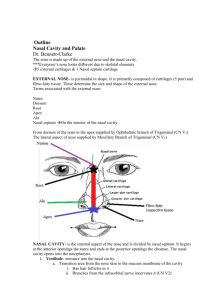 Nasal Cavity, Palate, & Ptergopalatine Fossae