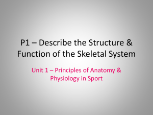 P1 * Describe the Structure & Function of the Skeletal