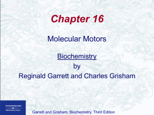 What Is a Molecular Motor?