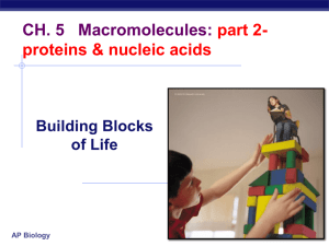 CH. 5 Macromolecules: part 2