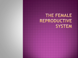 The femal reproductive system