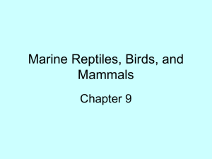 Marine Reptiles, Birds, and Mammals