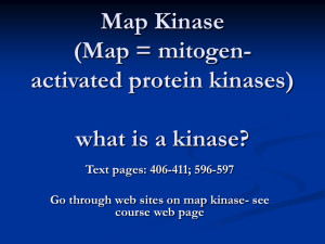 Map Kinase (also called ERK)