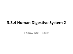 3.3.4 Human Digestive System 2 Follow
