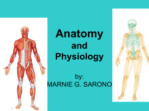 Anatomy 1