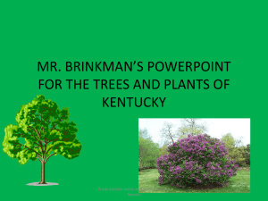 mr. brinkman*s powerpoint for the trees and plants of kentucky