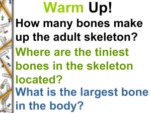 Warm Up! How many bones make up the adult skeleton?