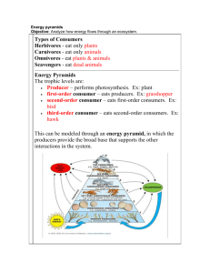 Energy Pyramid Notes