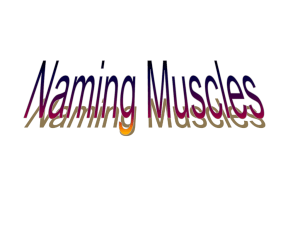 Naming Muscles