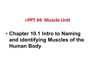Intro to naming muscles ppt 4 chapter 10.1