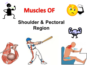 Muscles of Pectoral and Shoulder Region