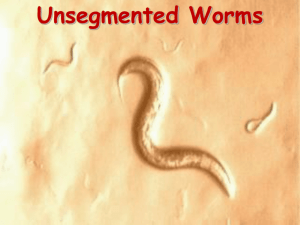 Flatworms - Biology Junction