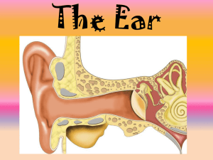 Hearing and Sight PPT