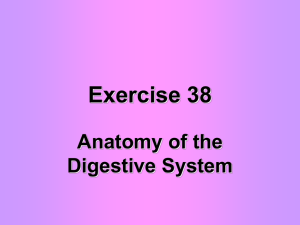 Exercise 38 Digestive System